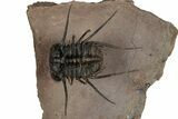 Flying Ceratonurus Trilobite - Top Quality Prep #354582-1